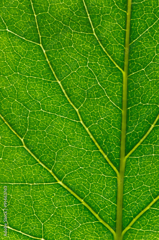 Obraz premium green leaf background