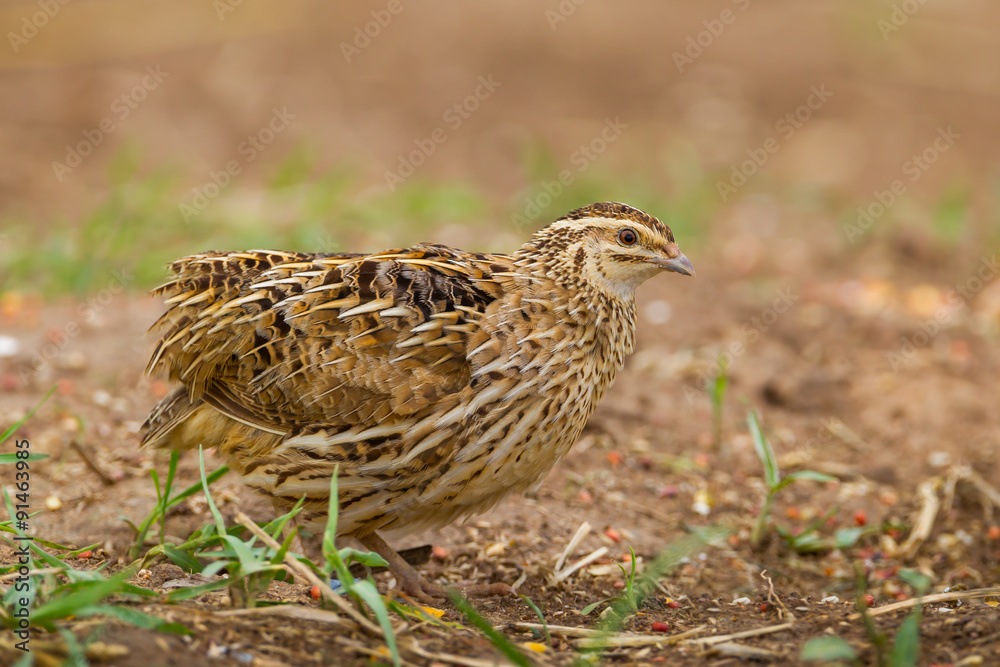 Rain Quail (Coturnix coromandelica) spread her feather Rain Quail (Coturnix coromandelica) spread her feather