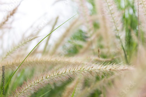 Grass flower.