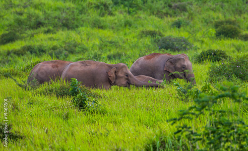 Big group of Wild elephants walking in blady grass filed 