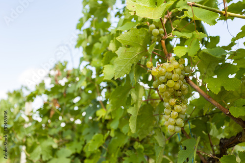 grapes on Vineyards under Palava. Czech Republic