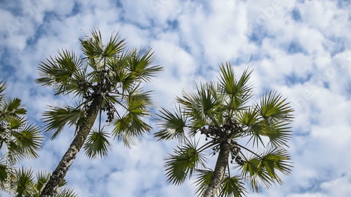 Beautiful movie of Palm tree leaves moving in air, time lapse HD stock footage