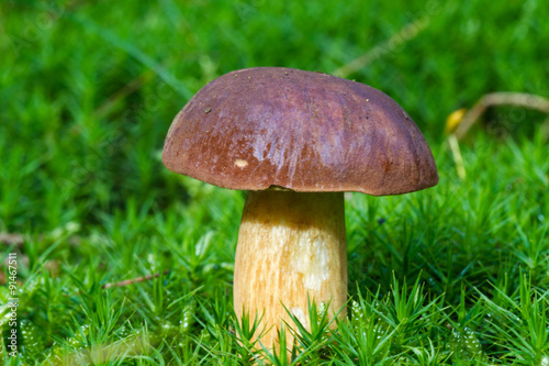 Porcino mushroom (Boletus edulis), also know as Penny bun or King bolete, in moss