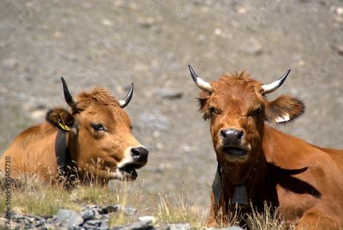 Vaches au lac Sans Fond - Col du Petit Saint Bernard.