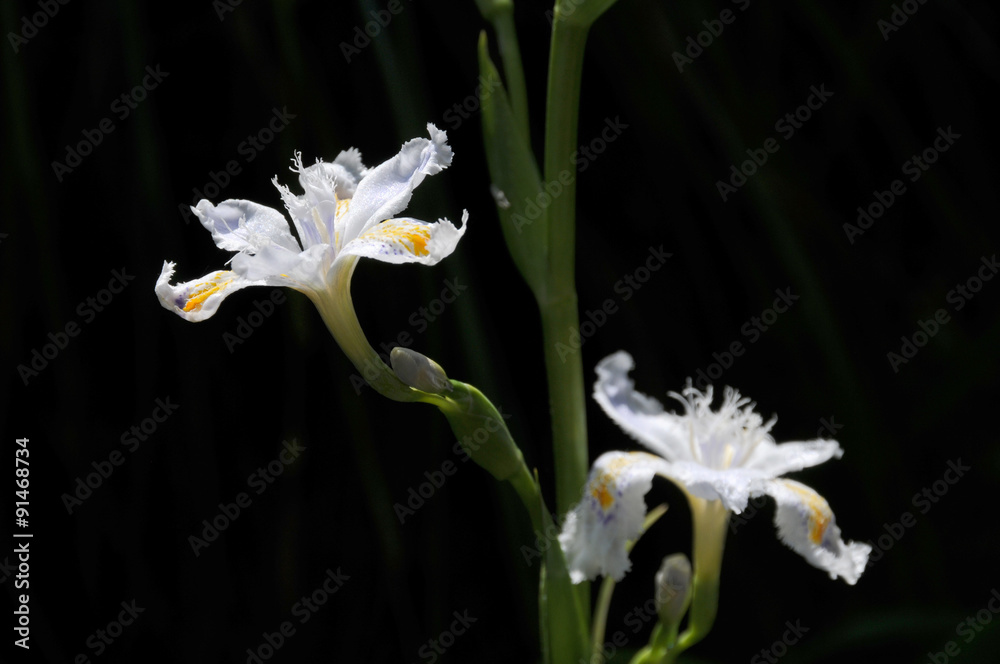 二輪の花 二輪の花