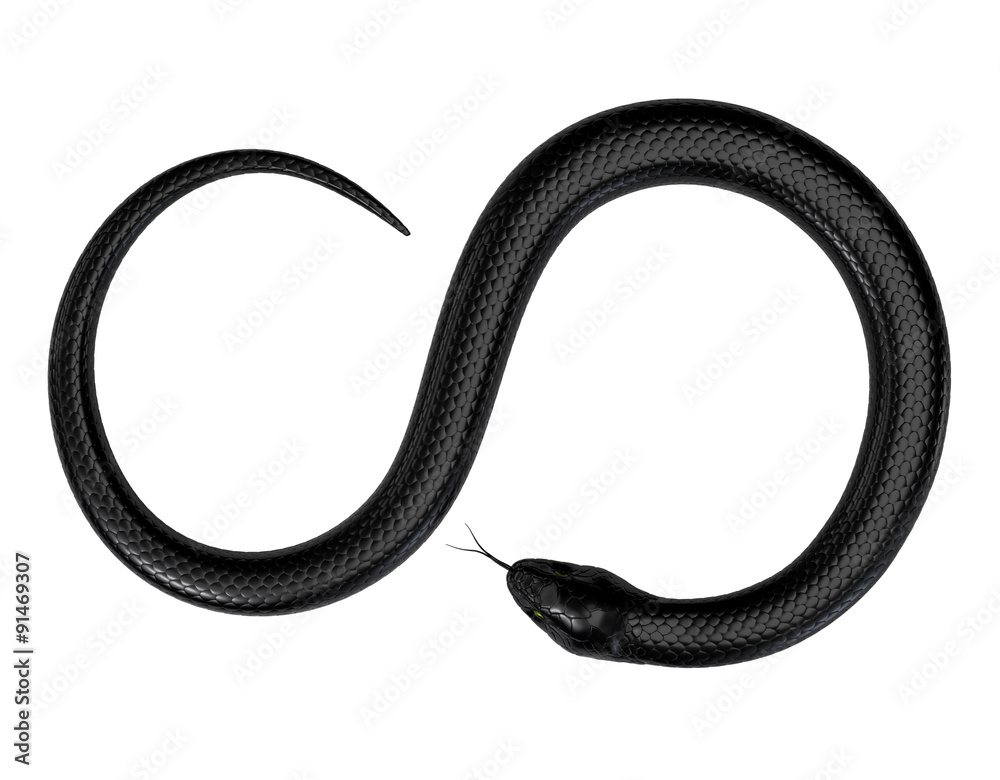 Naklejka premium Black Snake isolated on White Background
