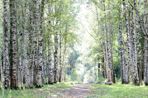 Park walkway