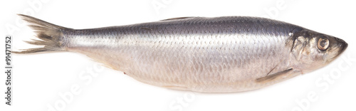 herring photo