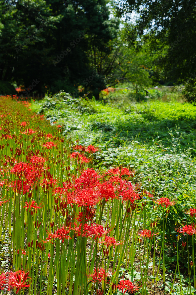 Cluster amaryllis