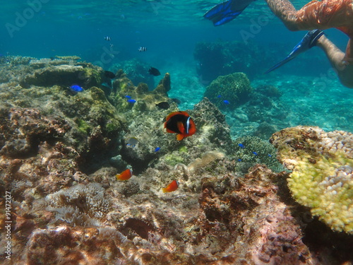 Fototapeta Naklejka Na Ścianę i Meble -  Underwater scene with man snorkeling, Okinawa, Japan 