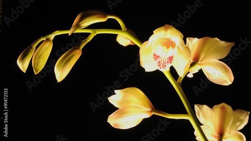 Extended time lapse of cymbidium orchid flowers blooming in a studio. photo