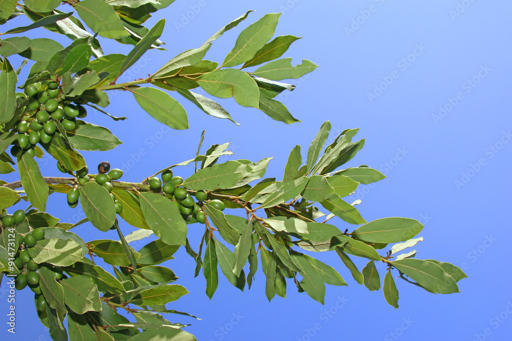 Bay leaves Bay leaves