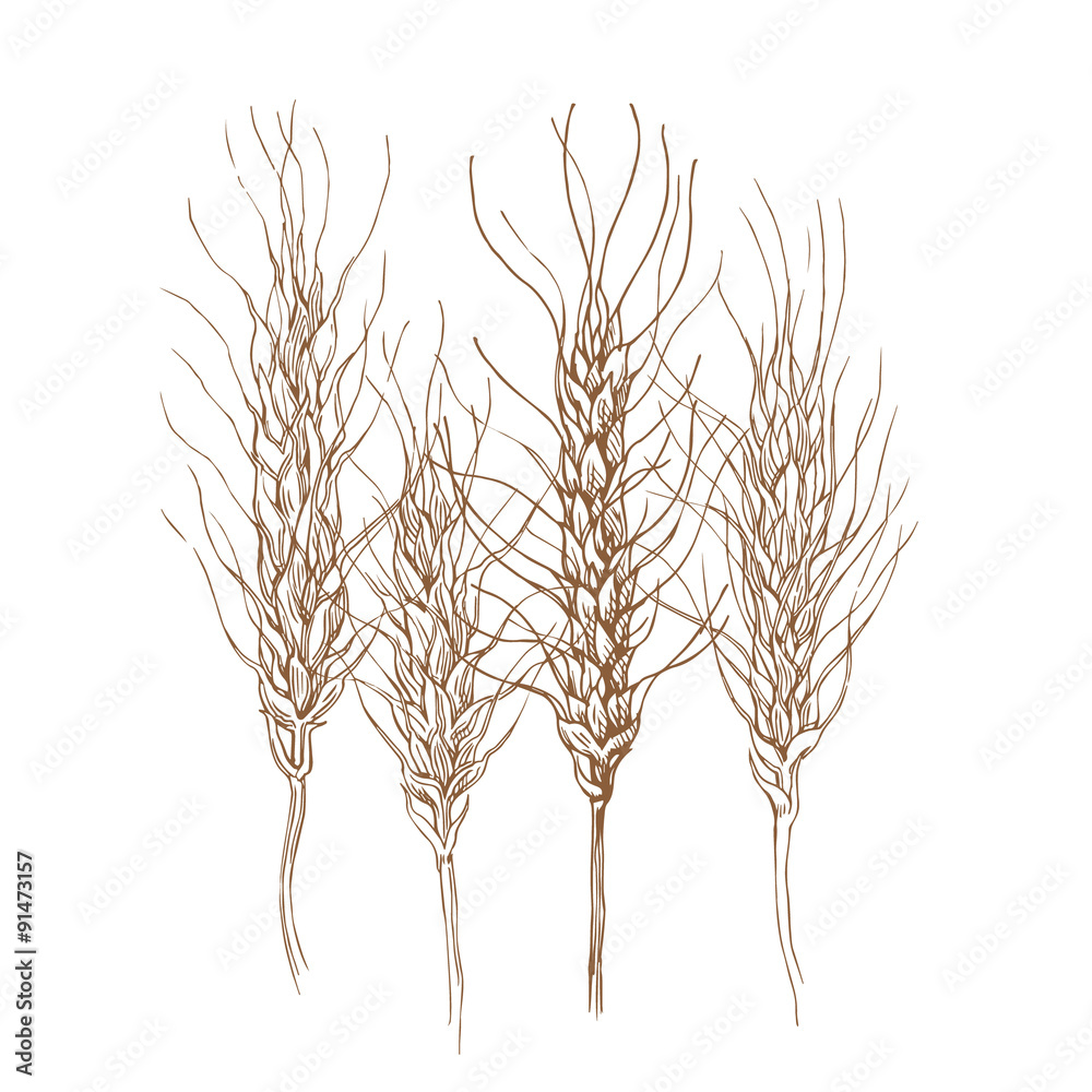 Obraz premium Sketch of bread