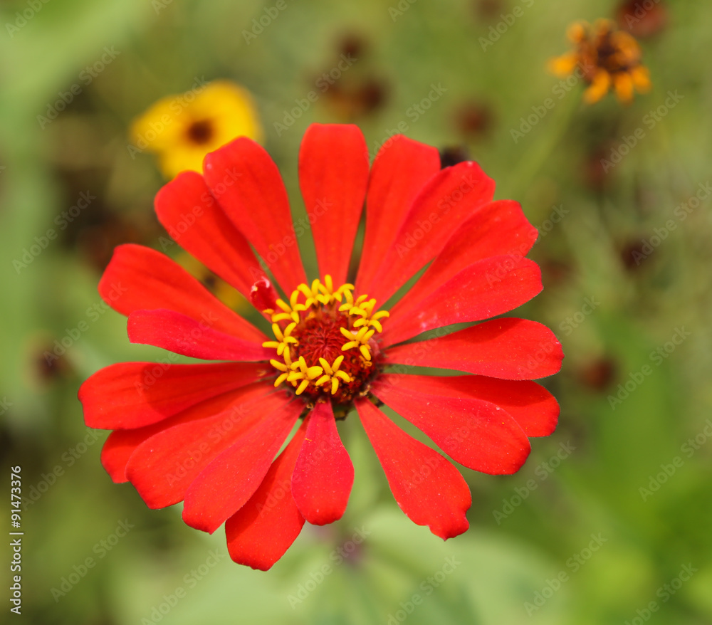 the flower in china the flower in china