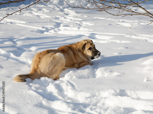 Spanish Mastiff in snowdrift winter day