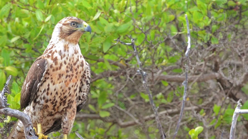 Endemic Galapagos hawk staring at Playa Espumilla on Santiago Island in the Galapagos Islands National Park and Marine Reserve, Ecuador. Endemic Galapagos hawk staring at Playa Espumilla on Santiago Island in the Galapagos Islands National Park and Marine Reserve, Ecuador.