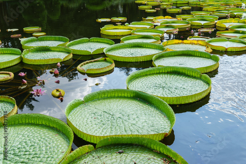 victoria amazonica