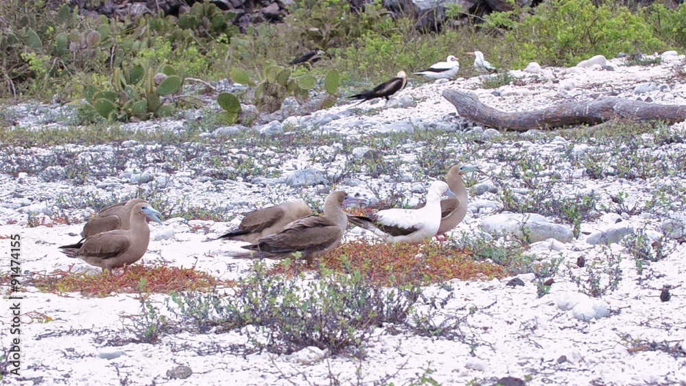 Red-footed boobies gathering nesting material as a frigatebird attacks on Genovesa Island in Galapagos National Park and Marine Reserve, Ecuador. Red-footed boobies gathering nesting material as a frigatebird attacks on Genovesa Island in Galapagos National Park and Marine Reserve, Ecuador.