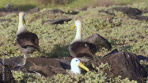 A pair of Waved albatross bill-circling during a courtship ritual and is limited to breeding at Punta Suarez on Espanola  Galapagos Islands National Park and Marine Reserve, Ecuador.