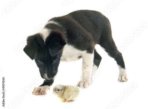 puppy border collie and chick