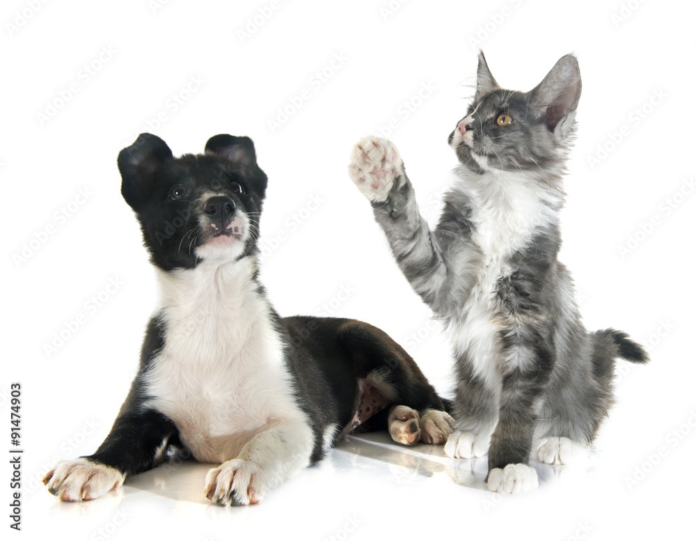 puppy border collie and kitten