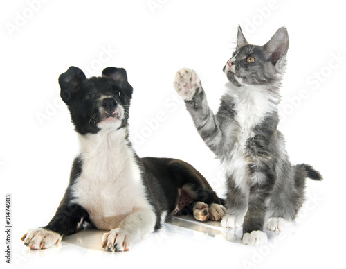Fototapeta Naklejka Na Ścianę i Meble -  puppy border collie and kitten