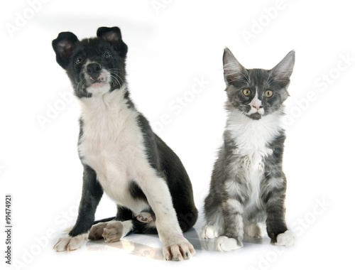 puppy border collie and kitten