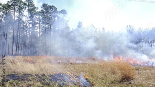 Close up of a prescribed grass burn on a powerline corridor through Moody Forest Natural Area managed by The Nature Conservancy near Baxley, Georgia. photo