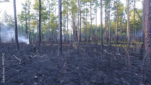 Panning after a prescribed burn in a Longleaf Pine forest in Moody Forest Natural Area managed by The Nature Conservancy near Baxley, Georgia. photo