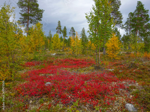 autumn colors in the finnish taiga photo
