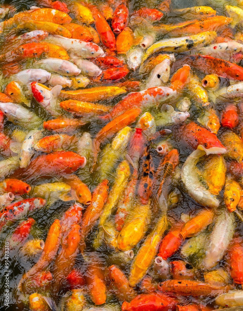 Bright White, Red, Yellow Japanese Koi Fish Eats Food in a Water