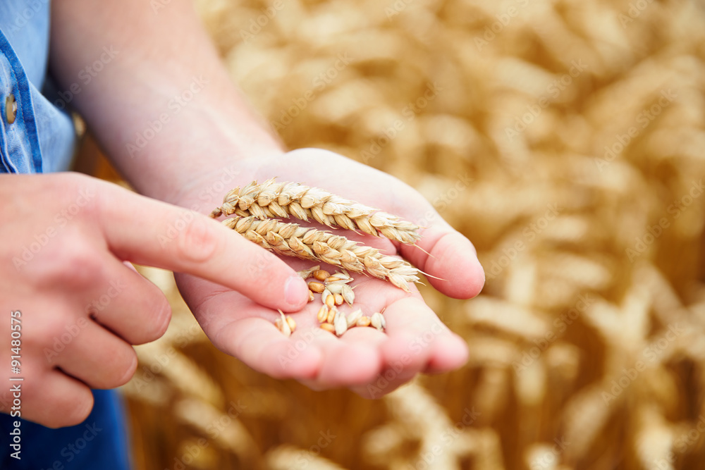 Close Up Of Farmer Checking Wheat Crop In Field Close Up Of Farmer Checking Wheat Crop In Field