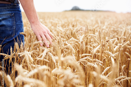 Leinwand Poster Landwirt, der durch Feld Weizenernte prüfen