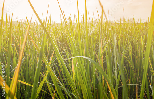 Beautiful of green and yellow grass