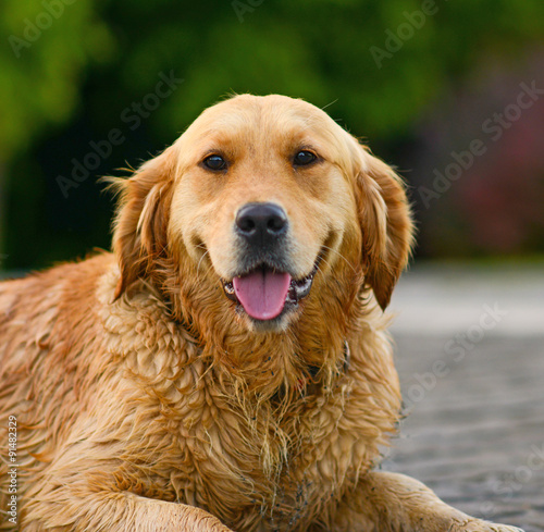 Golden retriever portrait