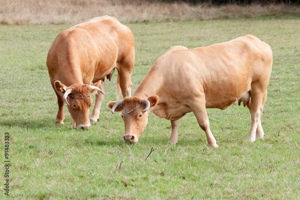Big brown cows grazing