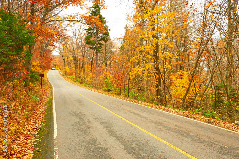 Autumn scene with road