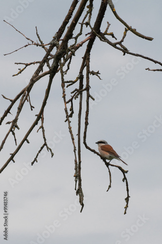 red-backed shrike (Lanius Collurio) resting on a twig