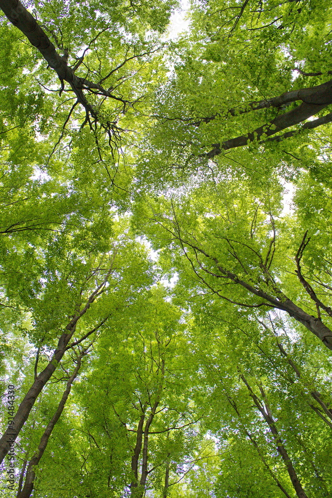 Fototapeta premium branches with intensive green leaves against the sky