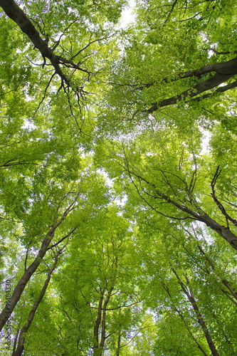 branches with intensive green leaves against the sky