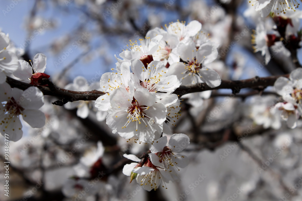 Blooming blossoms of cherry tree closeup Blooming blossoms of cherry tree closeup