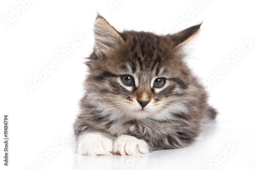 Fluffy kitten lying down and looking at the camera (isolated on white)