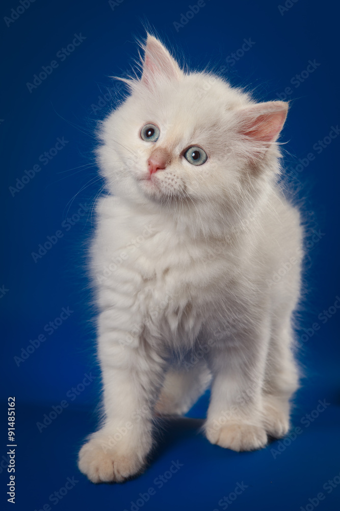 Fototapeta premium White Siberian kitten standing and looking up on blue background