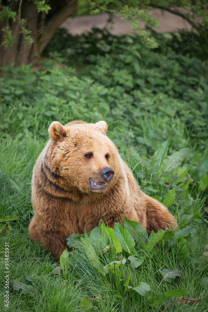 Bear in evening light Bear in evening light