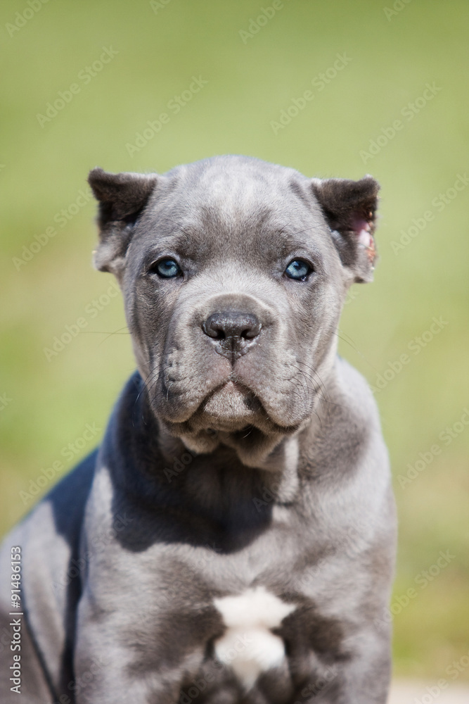 Portrait of a gray puppy Cane Corso on the grass