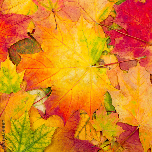 Autumn maple leaves background