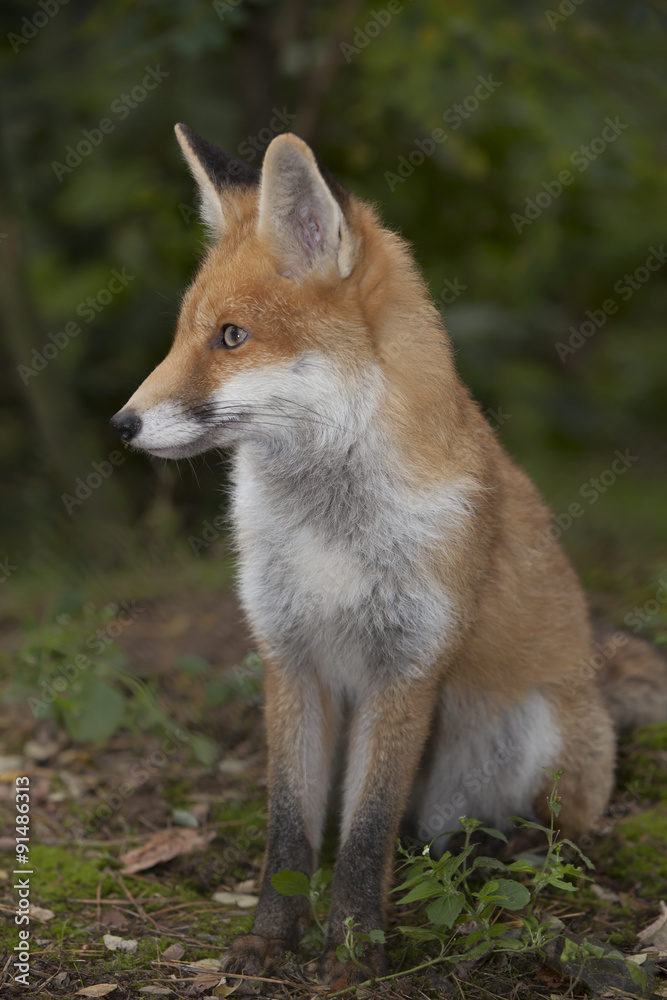 red fox in the forest