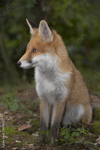 red fox in the forest © picture.jacker