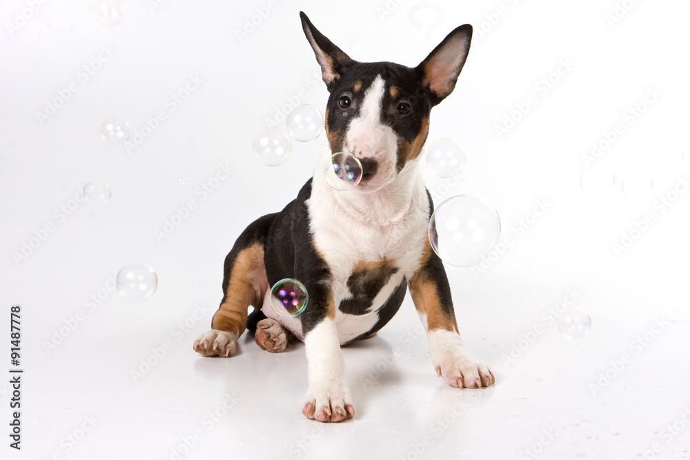 Bull terrier puppy and soap bubbles (isolated on white) Bull terrier puppy and soap bubbles (isolated on white)