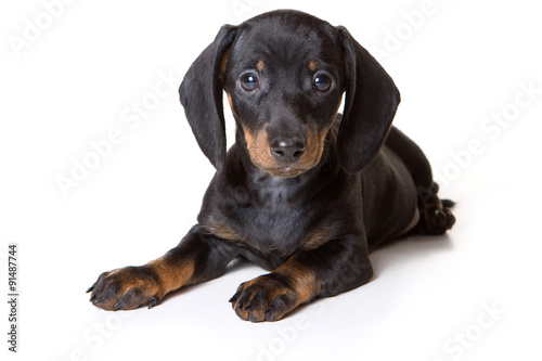 Dachshund puppy lying and looking at the camera  isolated on white 